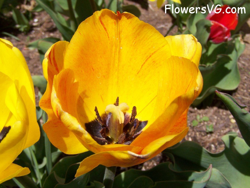 tulip flower Photo abflowers2549.jpg