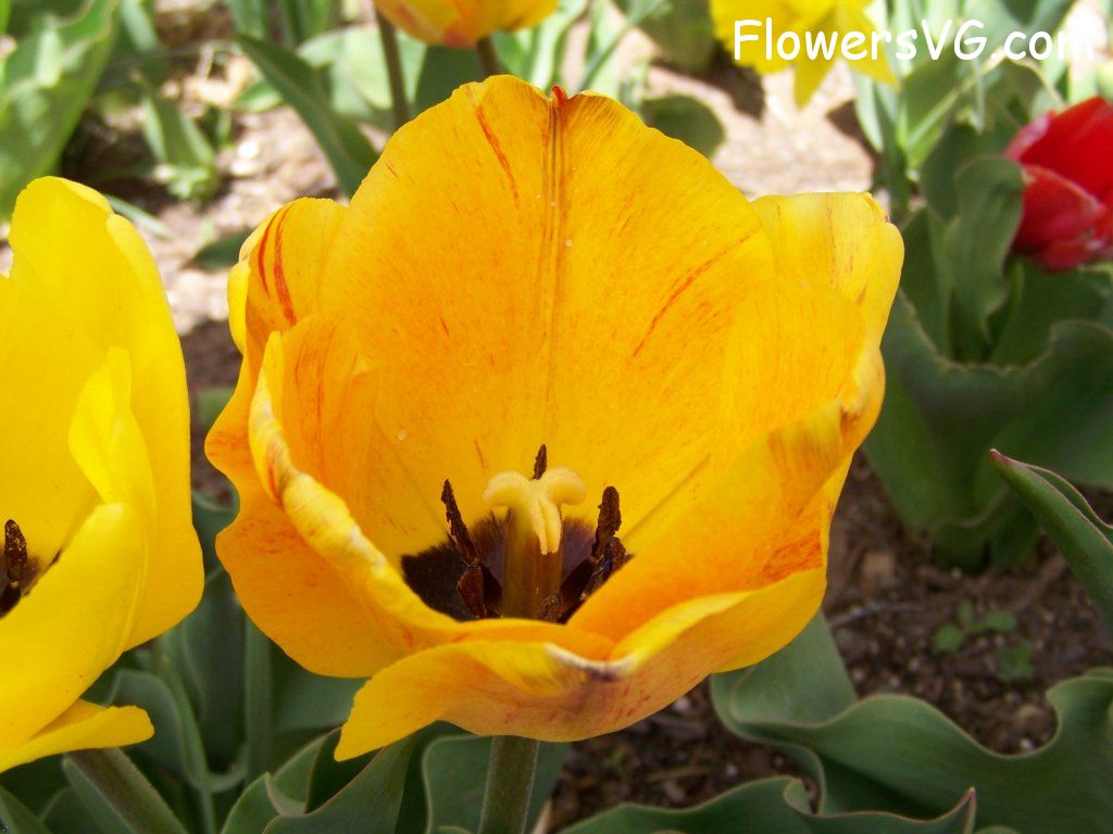 tulip flower Photo abflowers2551.jpg