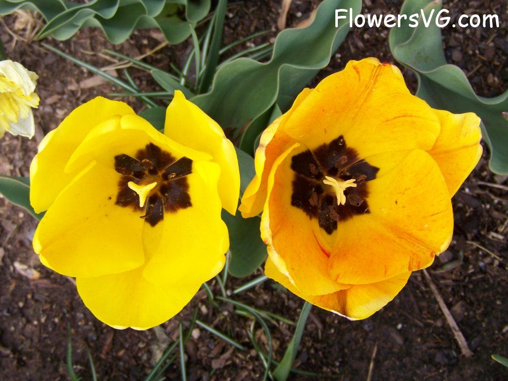 tulip flower Photo abflowers2559.jpg