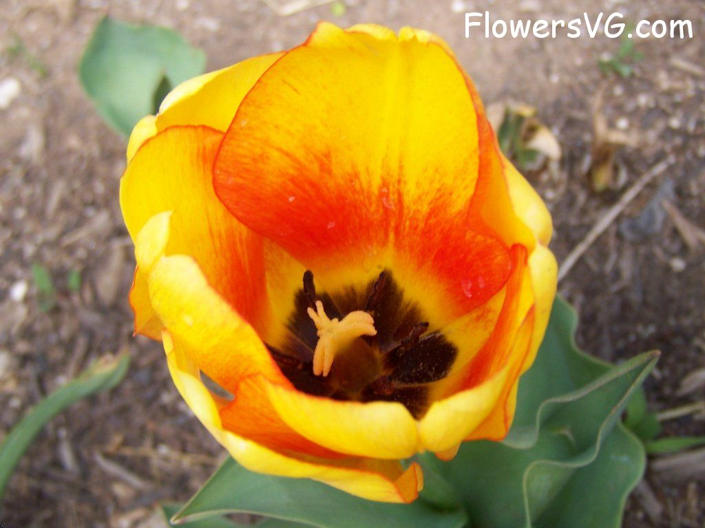 tulip flower Photo abflowers2562.jpg