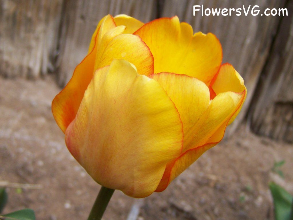 tulip flower Photo abflowers2563.jpg