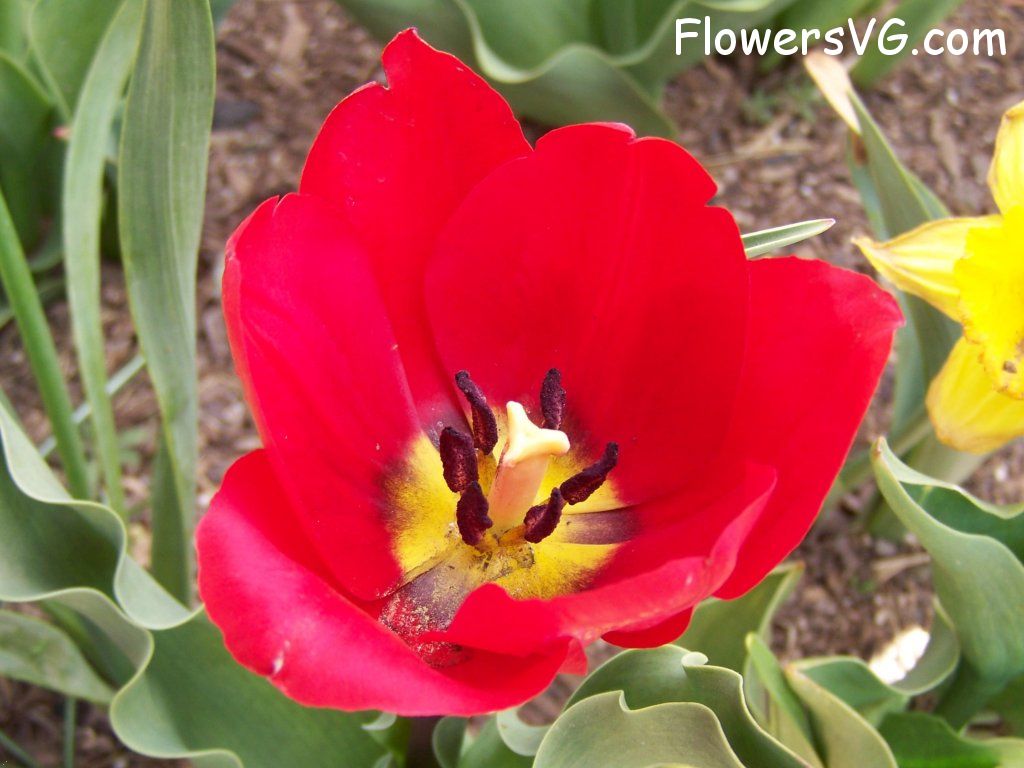 tulip flower Photo abflowers2620.jpg