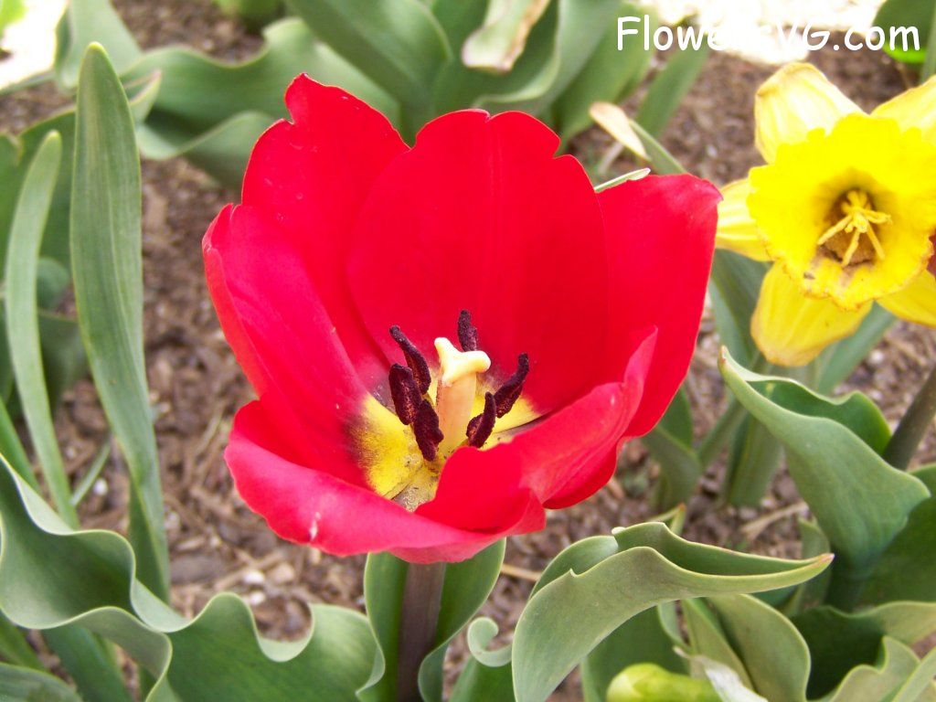 tulip flower Photo abflowers2621.jpg