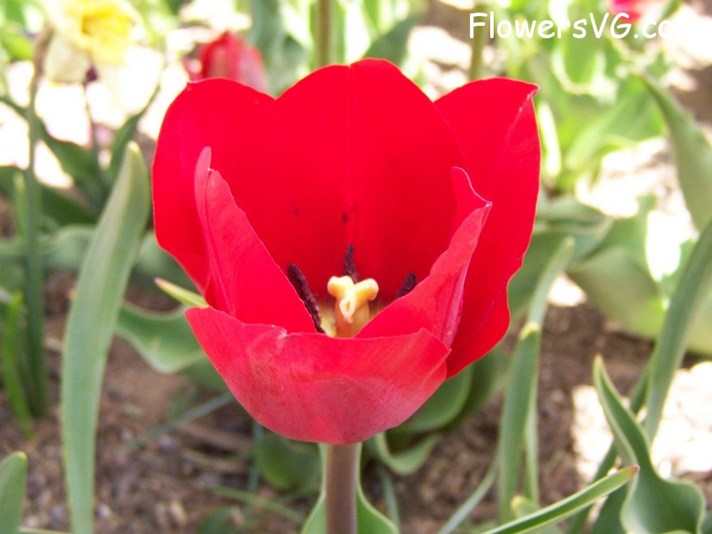 tulip flower Photo abflowers2622.jpg