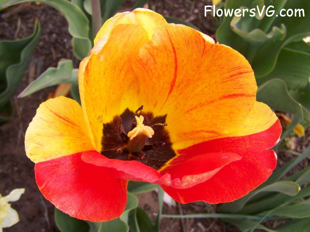 tulip flower Photo abflowers2623.jpg