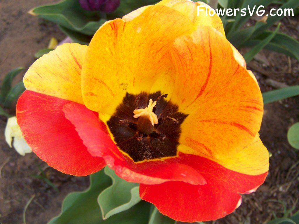 tulip flower Photo abflowers2624.jpg