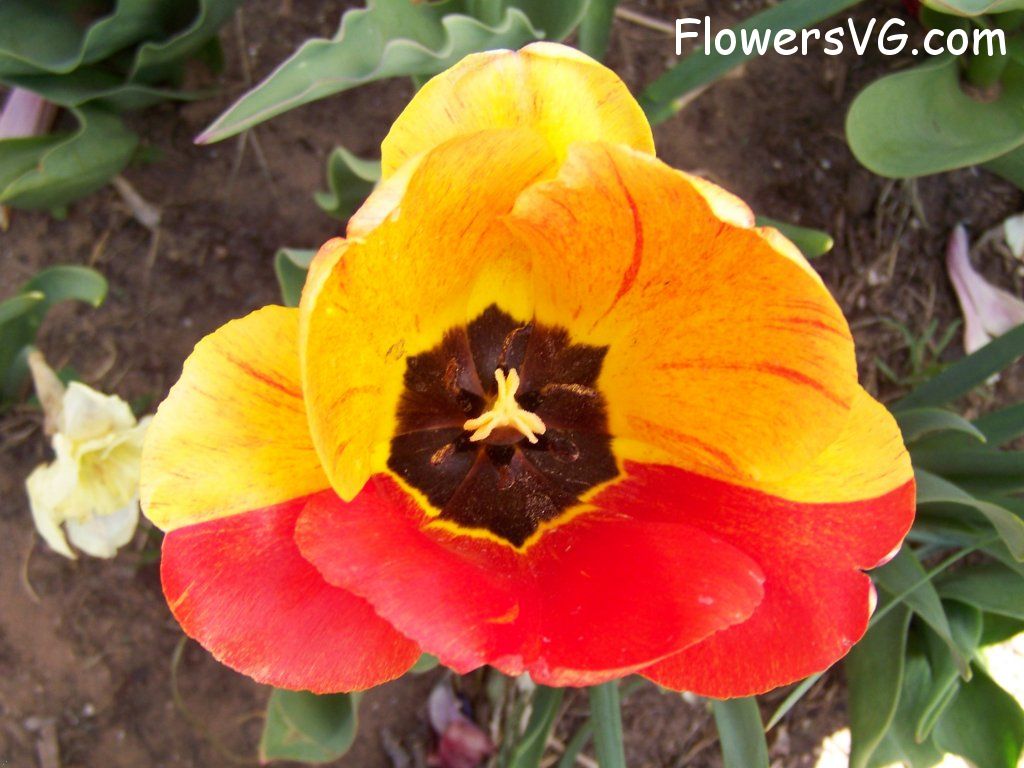 tulip flower Photo abflowers2625.jpg