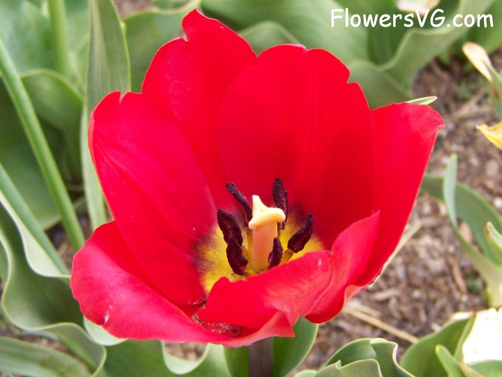 tulip flower Photo abflowers2631.jpg