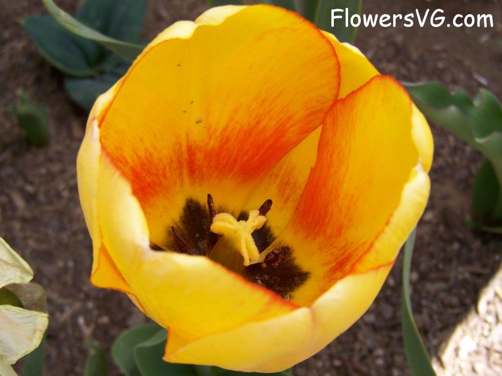 tulip flower Photo abflowers2633.jpg