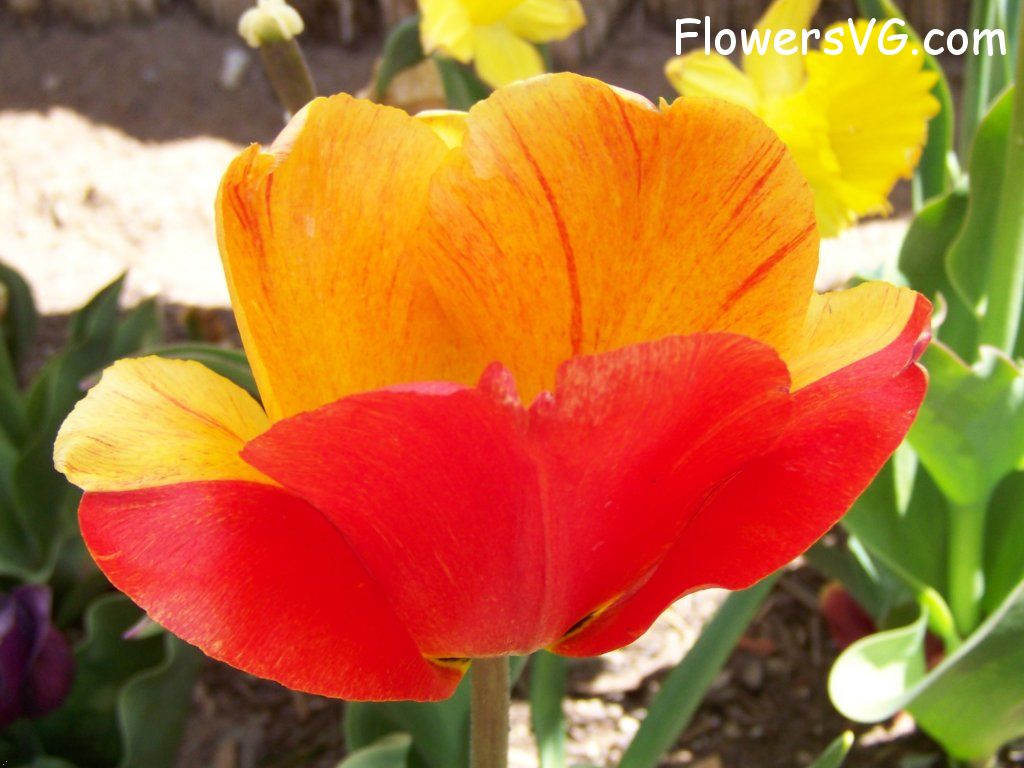 tulip flower Photo abflowers2634.jpg
