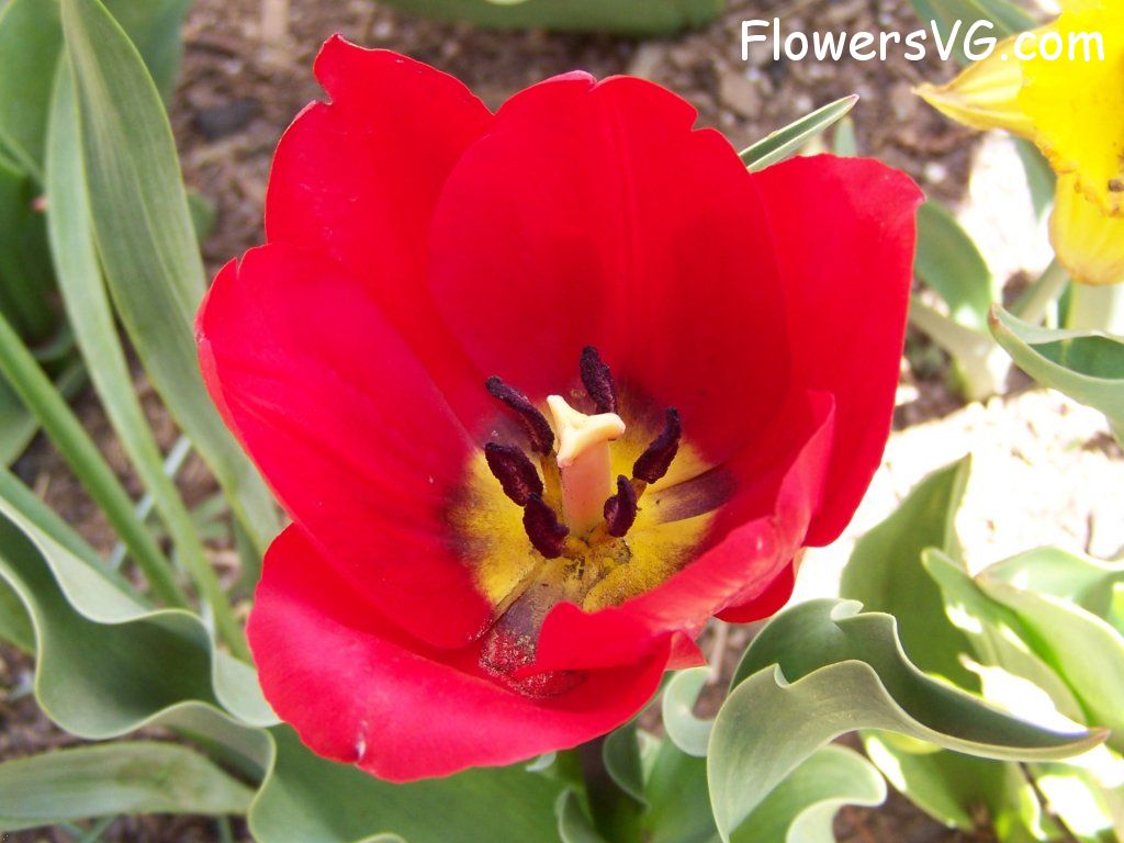 tulip flower Photo abflowers2638.jpg