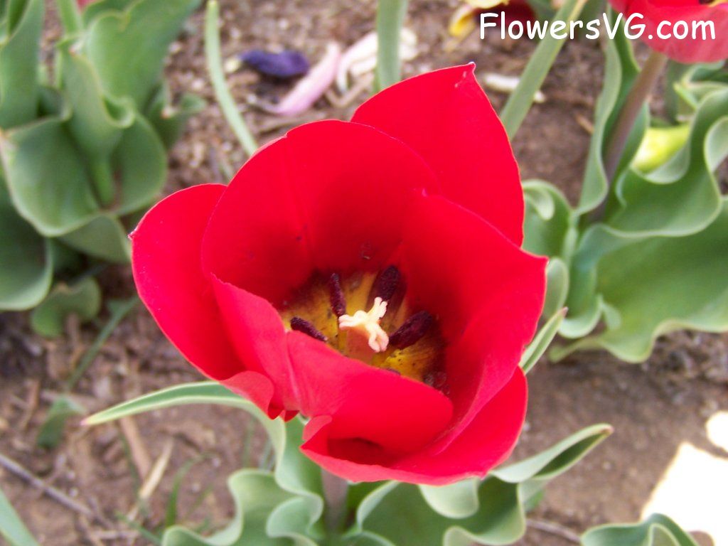 tulip flower Photo abflowers2639.jpg