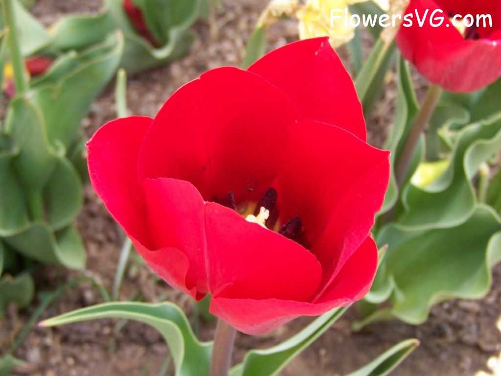 tulip flower Photo abflowers2640.jpg