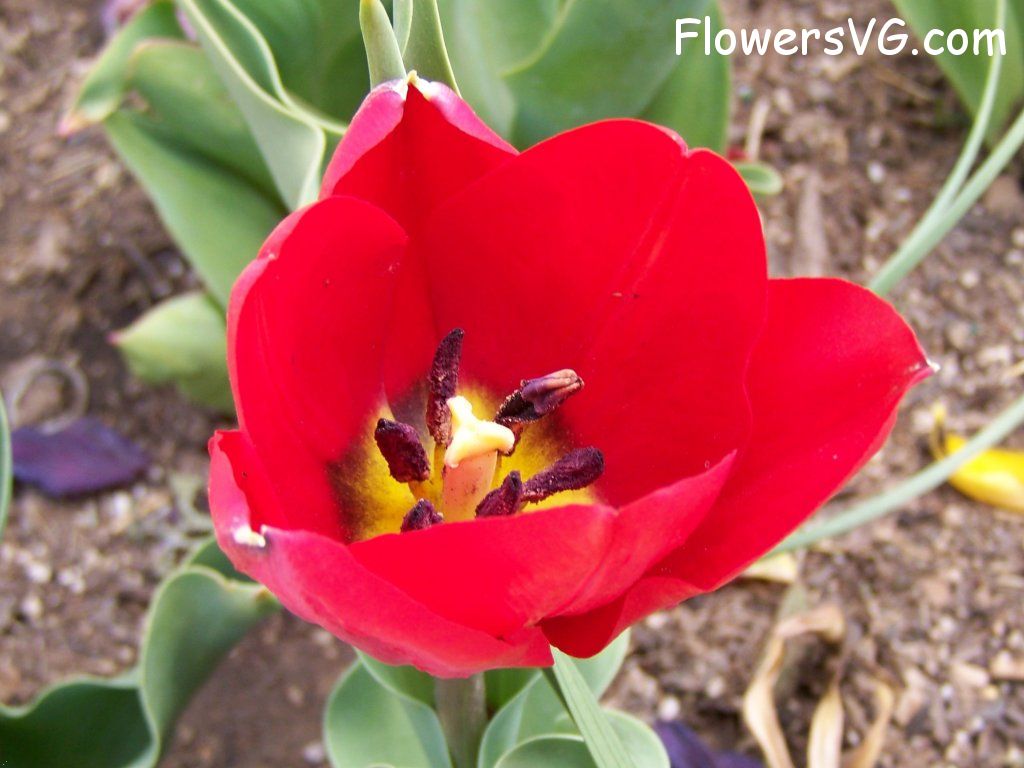 tulip flower Photo abflowers2644.jpg