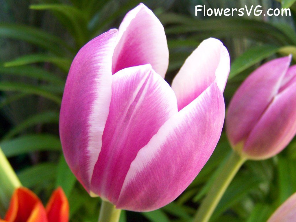 tulip flower Photo abflowers2648.jpg