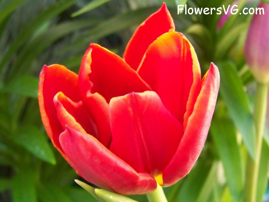 tulip flower Photo abflowers2649.jpg