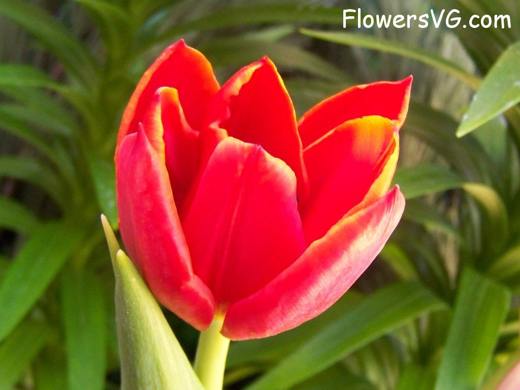 tulip flower Photo abflowers2650.jpg