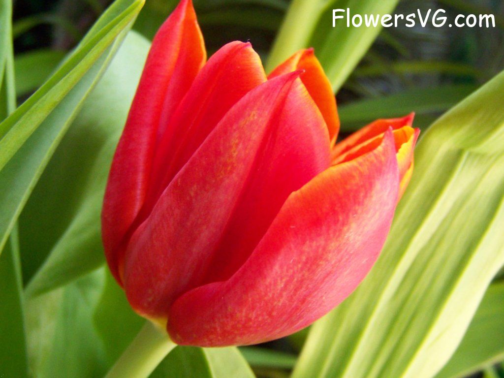 tulip flower Photo abflowers2651.jpg