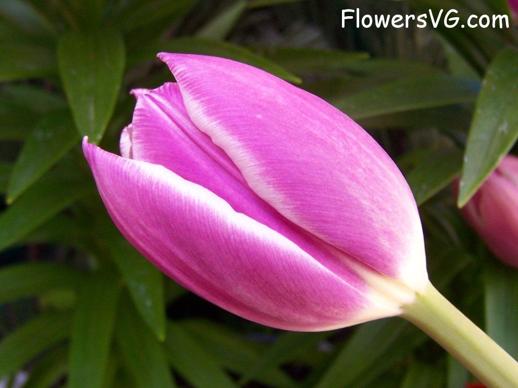 tulip flower Photo abflowers2653.jpg