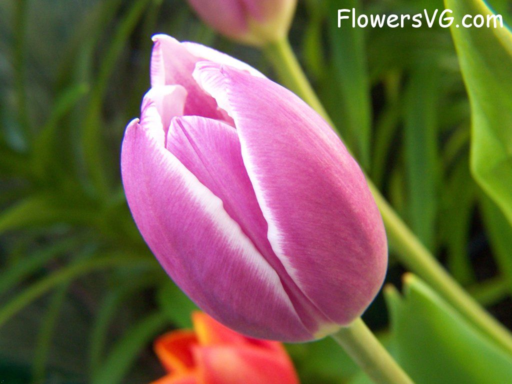 tulip flower Photo abflowers2658.jpg