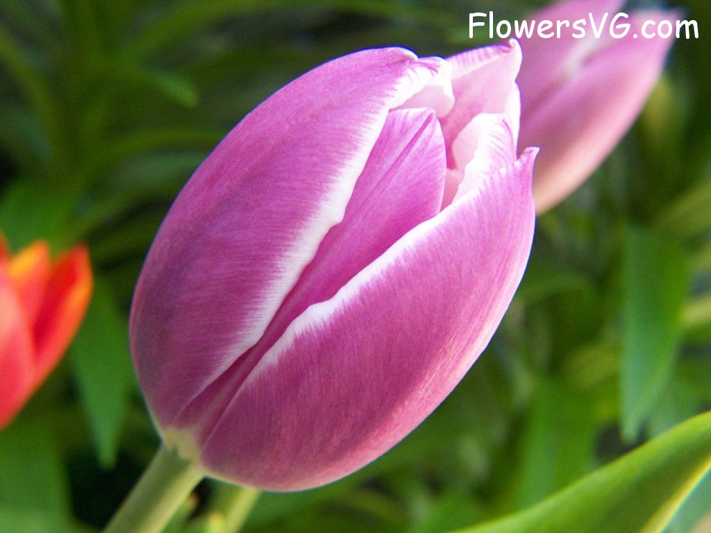 tulip flower Photo abflowers2659.jpg