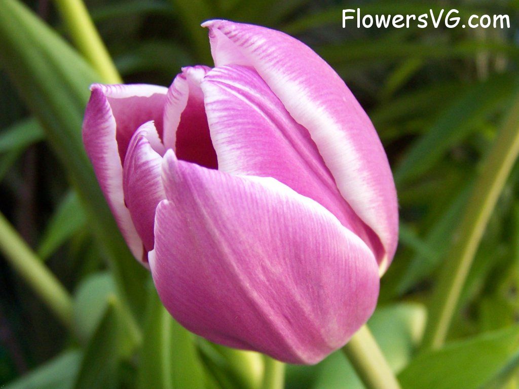 tulip flower Photo abflowers2661.jpg