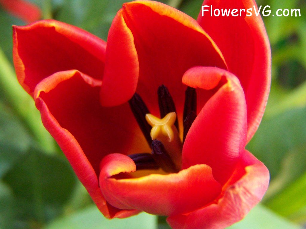 tulip flower Photo abflowers2663.jpg