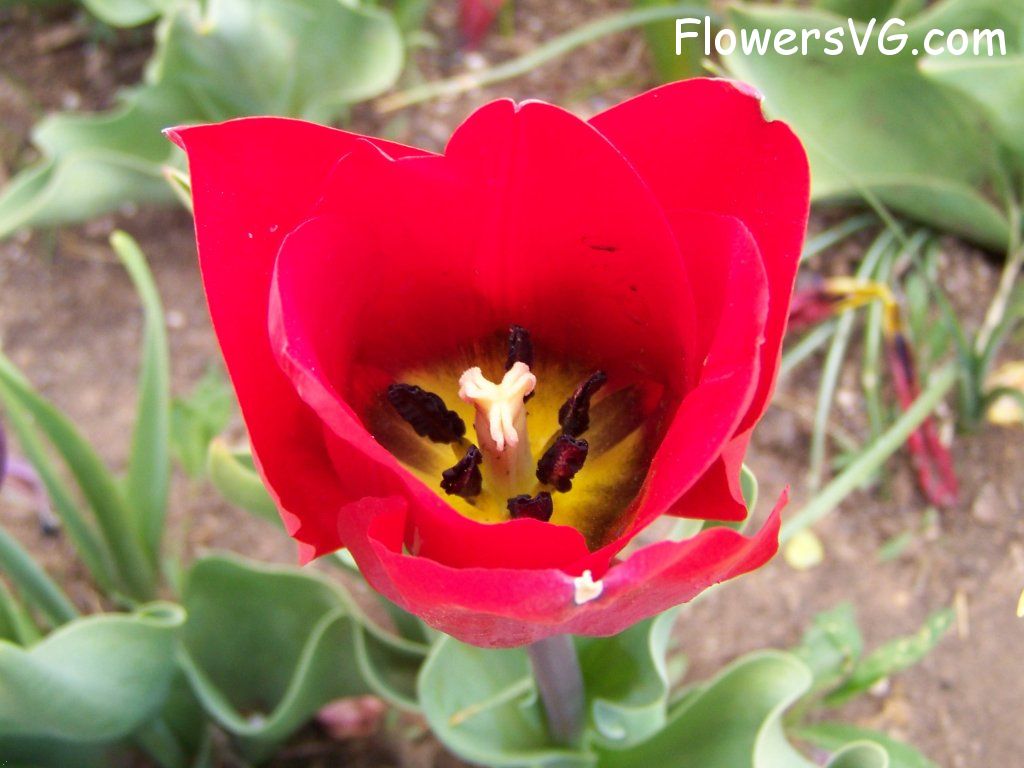 tulip flower Photo abflowers2675.jpg