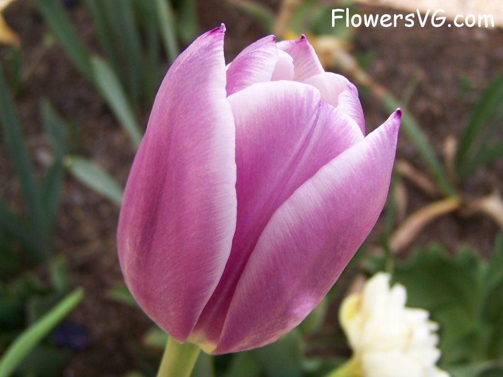 tulip flower Photo abflowers2676.jpg