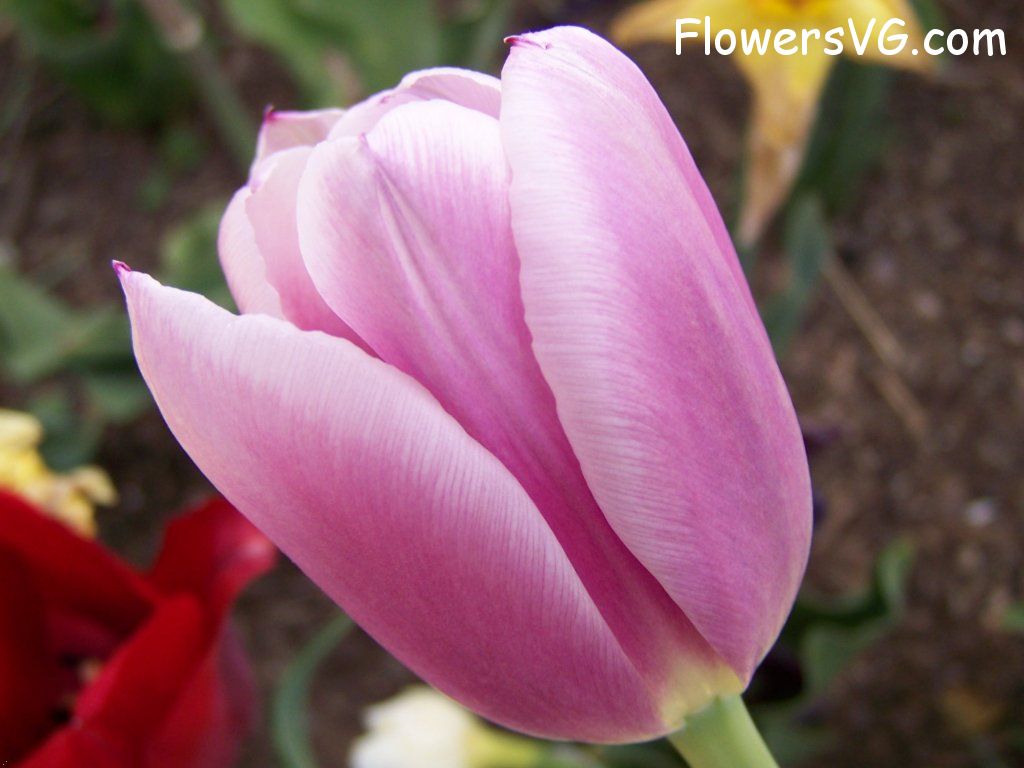 tulip flower Photo abflowers2680.jpg