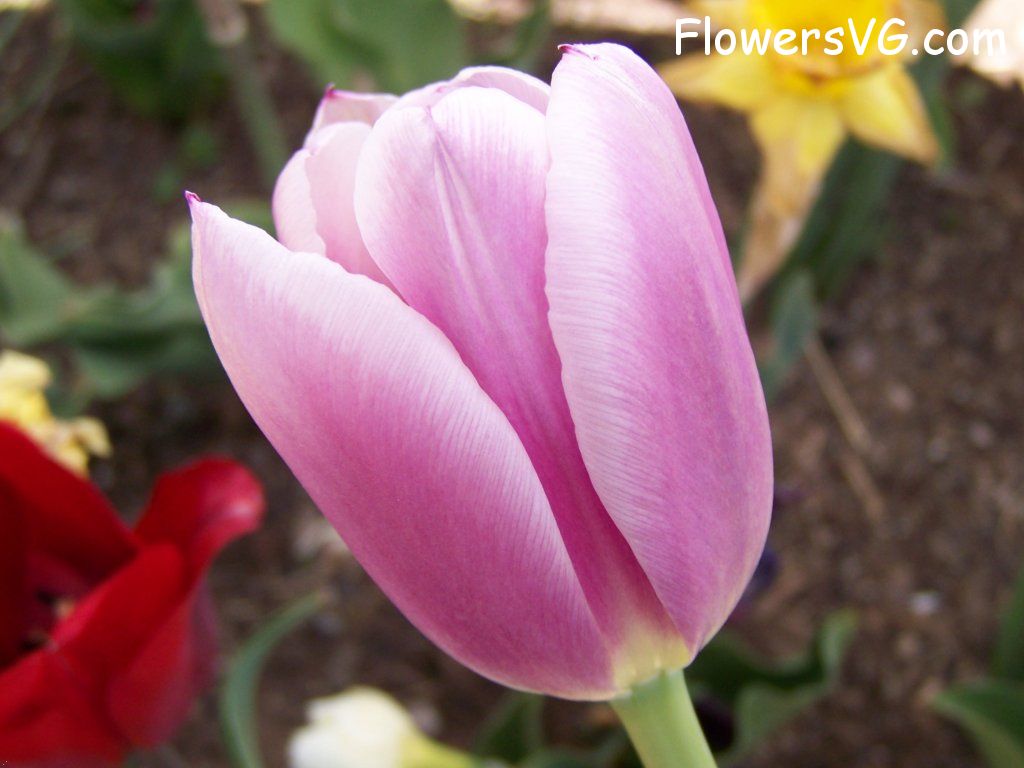 tulip flower Photo abflowers2681.jpg