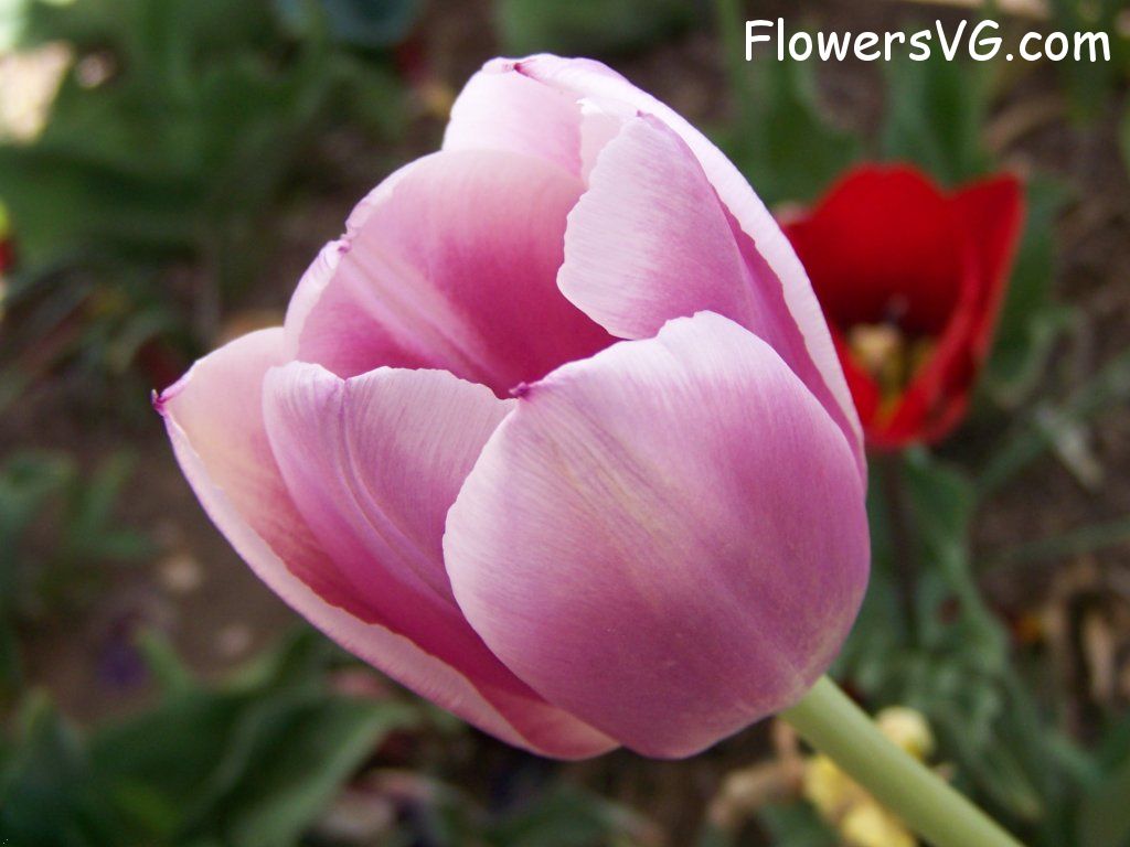 tulip flower Photo abflowers2684.jpg