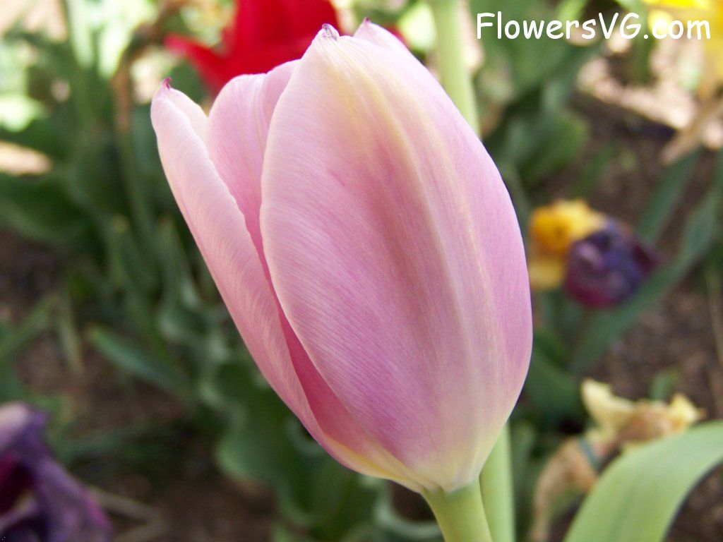 tulip flower Photo abflowers2686.jpg