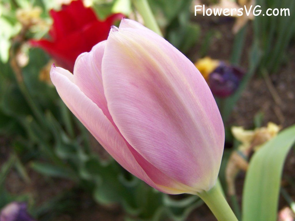 tulip flower Photo abflowers2687.jpg