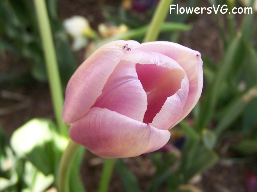 tulip flower Photo abflowers2690.jpg
