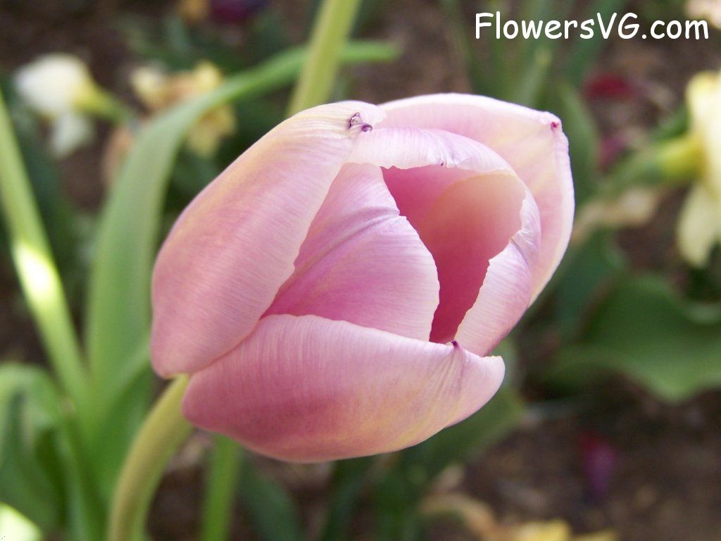 tulip flower Photo abflowers2691.jpg