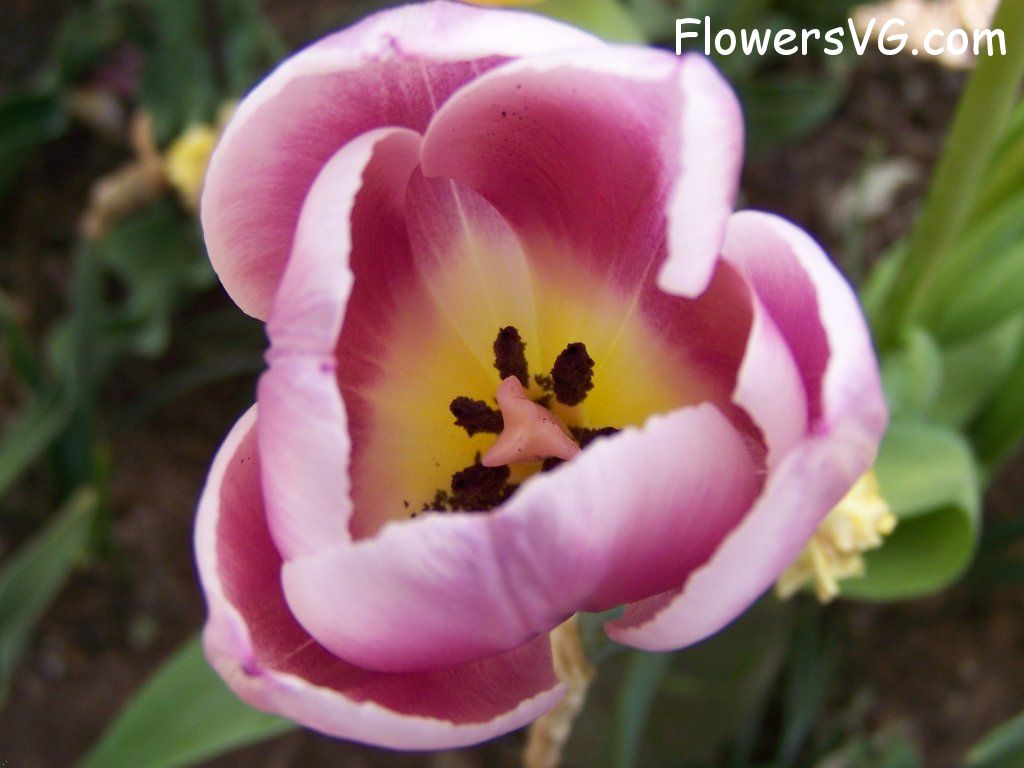 tulip flower Photo abflowers2693.jpg