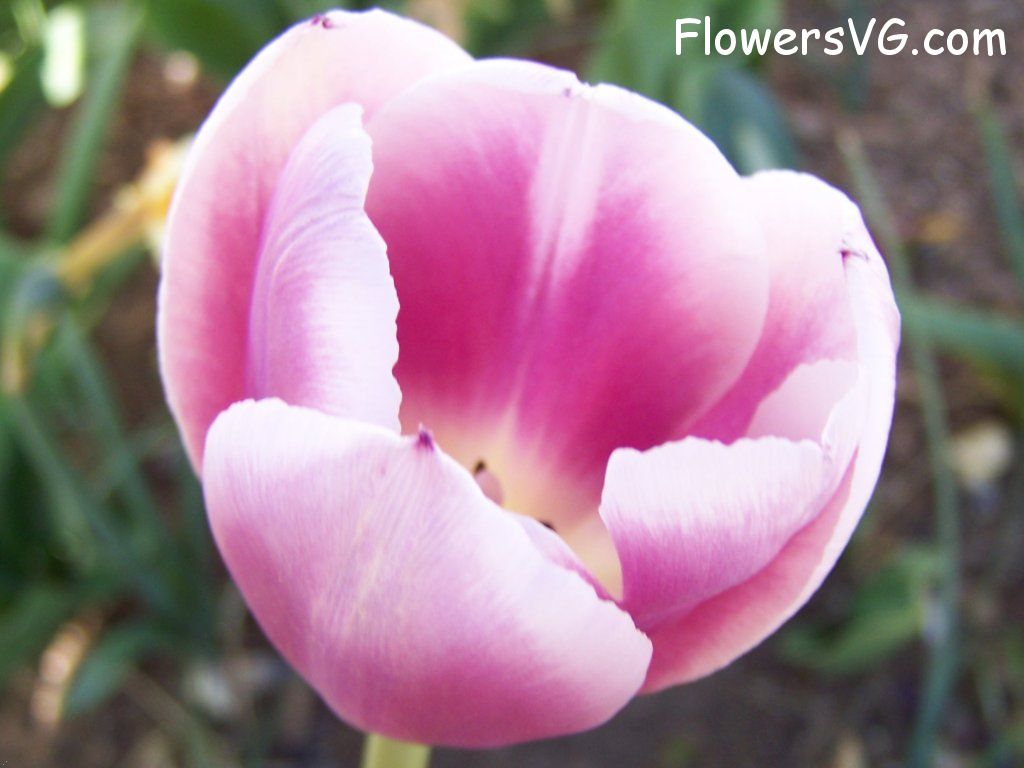 tulip flower Photo abflowers2695.jpg