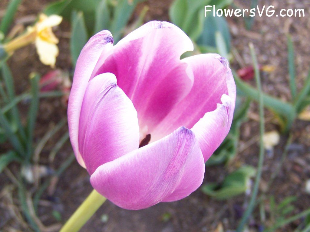 tulip flower Photo abflowers2696.jpg