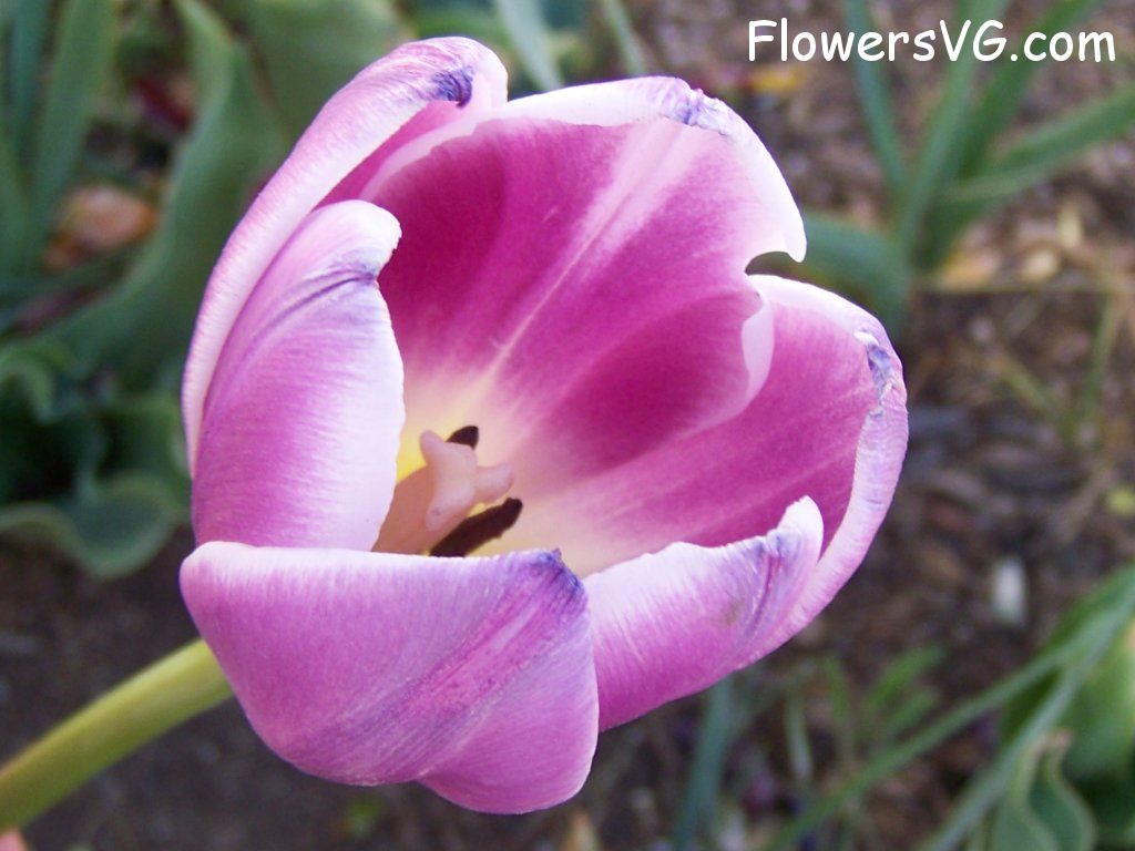 tulip flower Photo abflowers2697.jpg