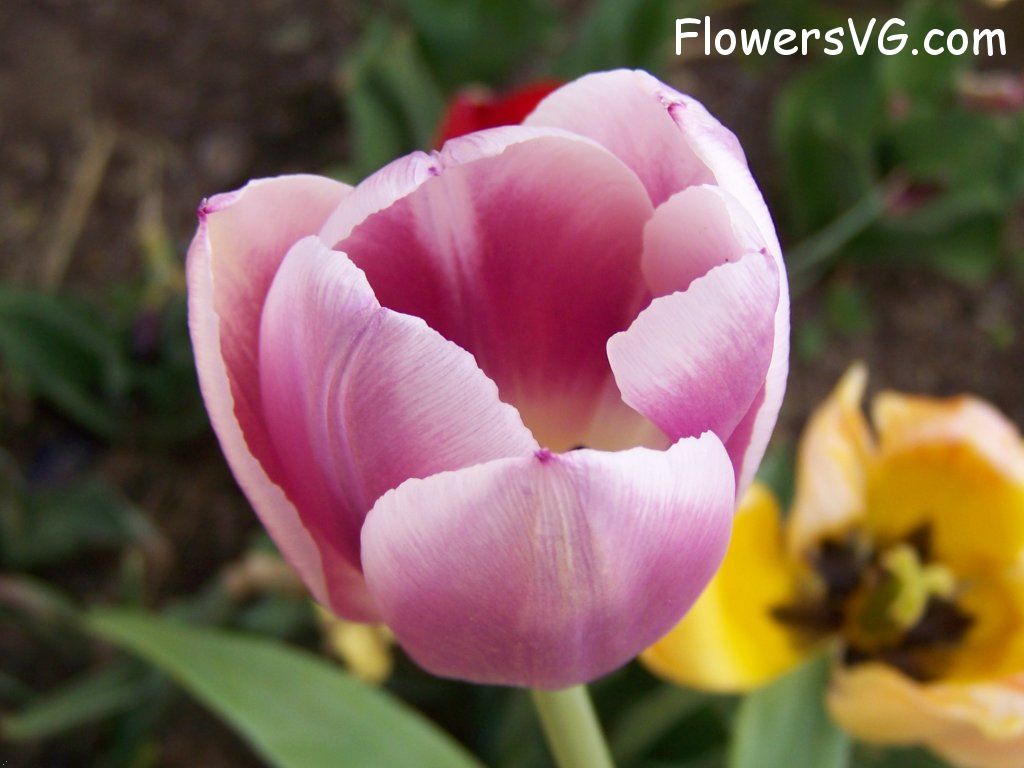 tulip flower Photo abflowers2699.jpg