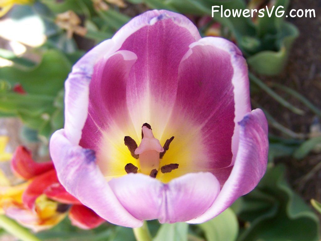 tulip flower Photo abflowers2701.jpg