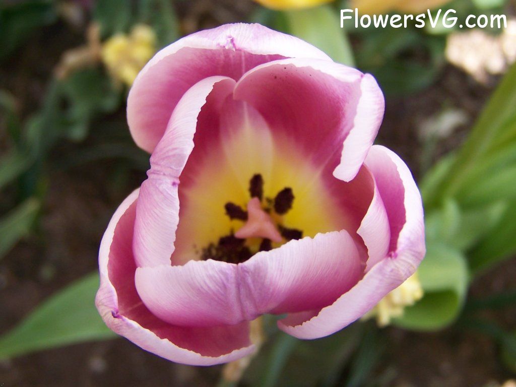 tulip flower Photo abflowers2702.jpg