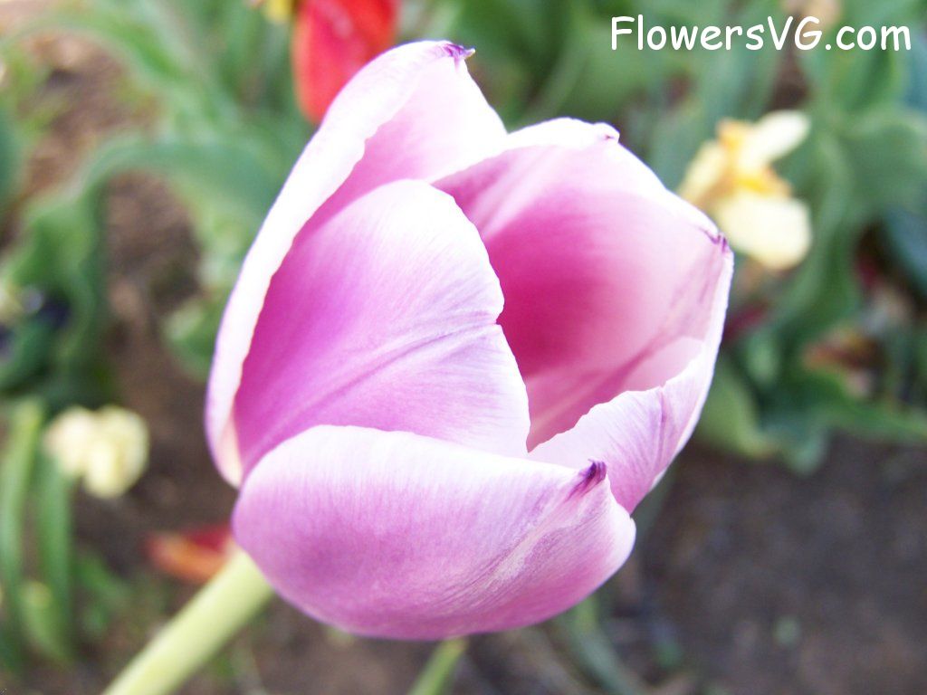 tulip flower Photo abflowers2703.jpg