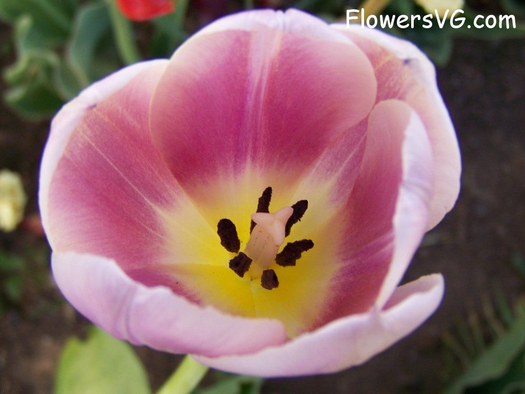 tulip flower Photo abflowers2706.jpg