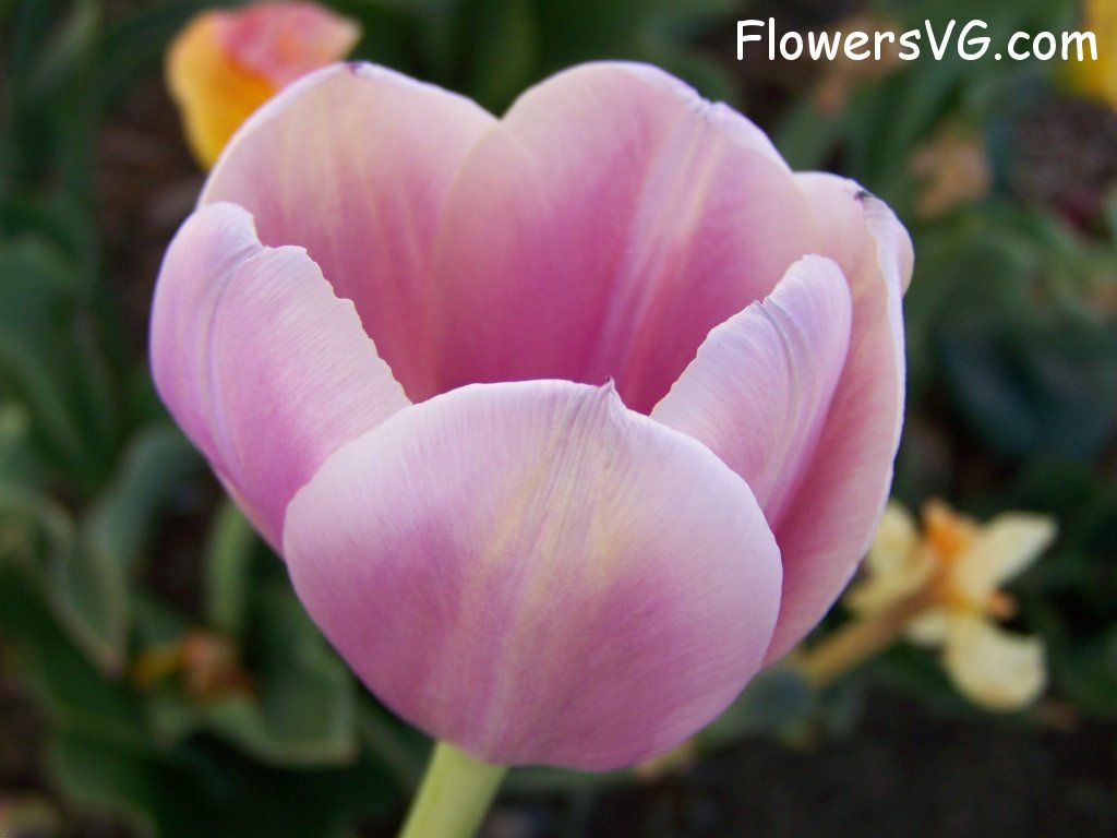 tulip flower Photo abflowers2707.jpg