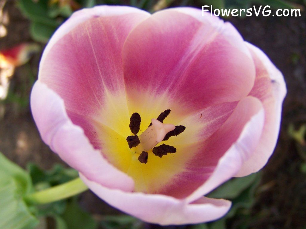 tulip flower Photo abflowers2708.jpg