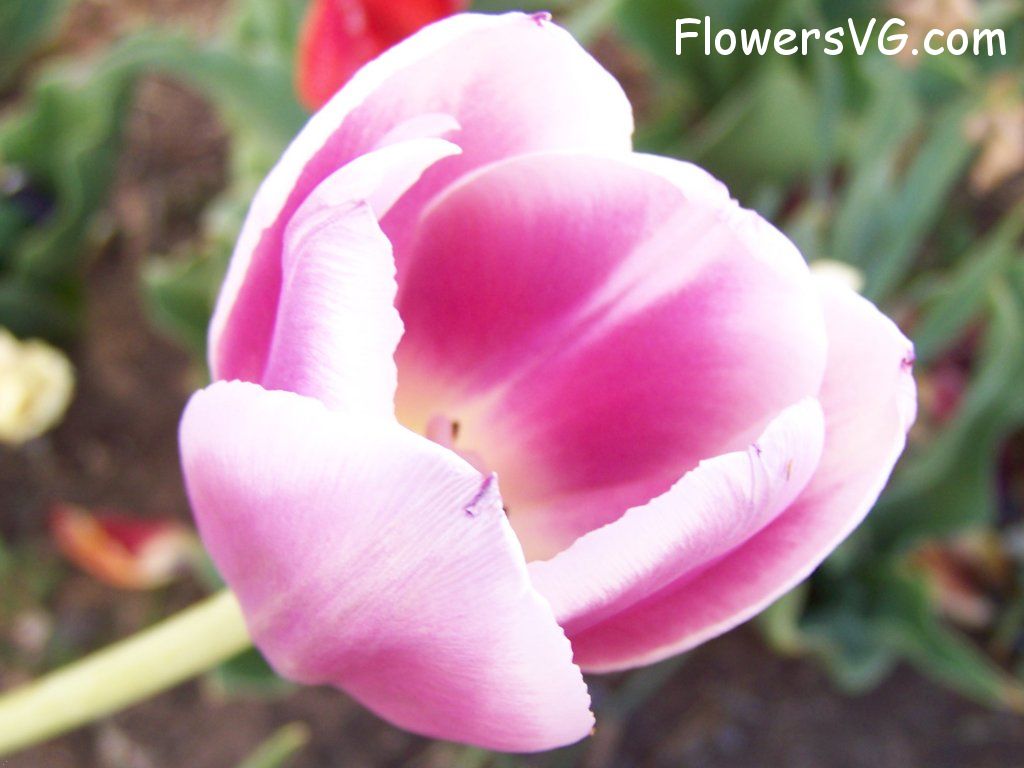 tulip flower Photo abflowers2710.jpg