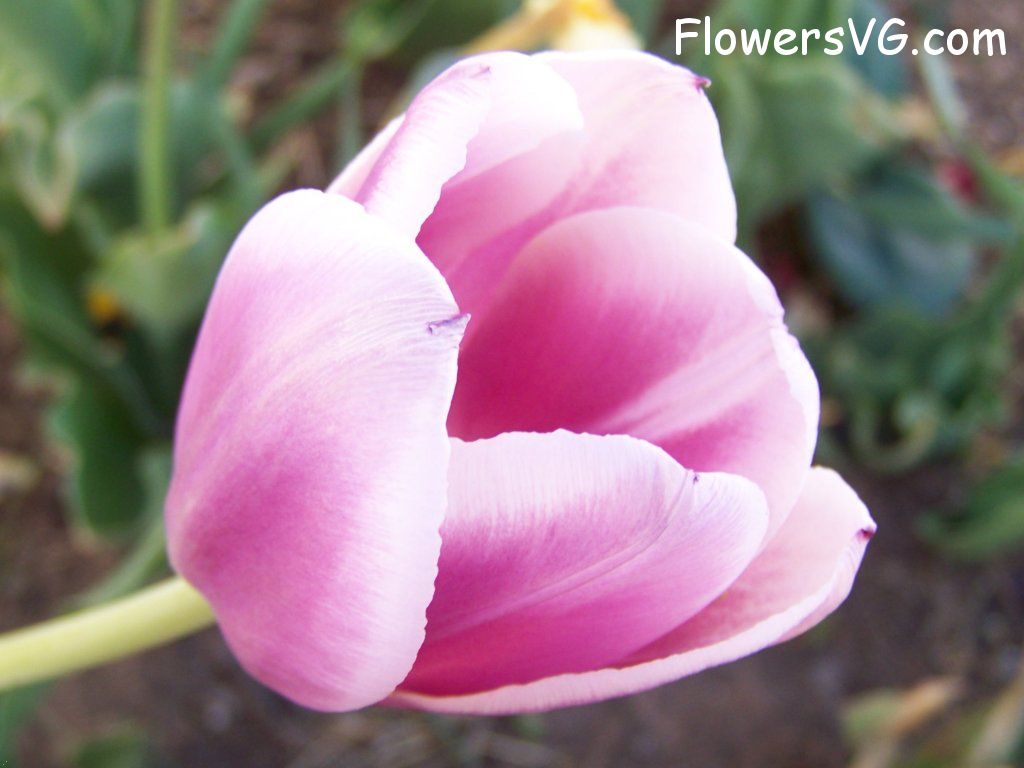 tulip flower Photo abflowers2714.jpg