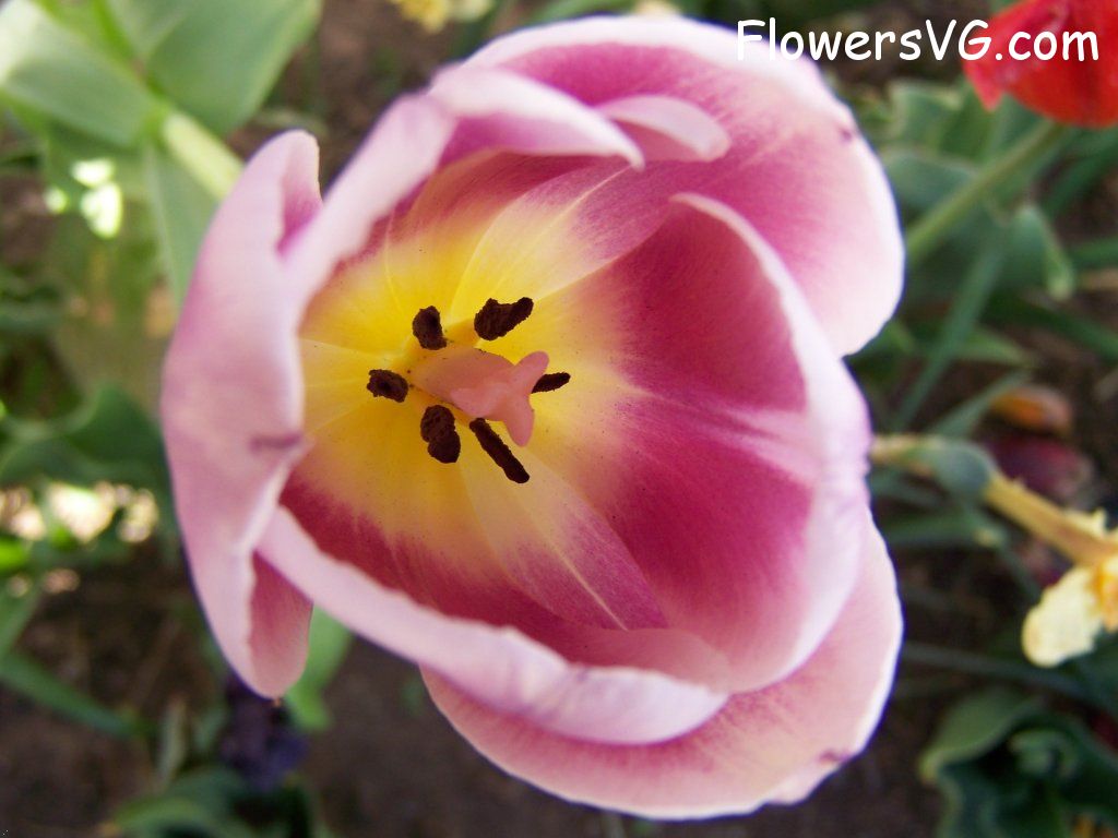 tulip flower Photo abflowers2715.jpg